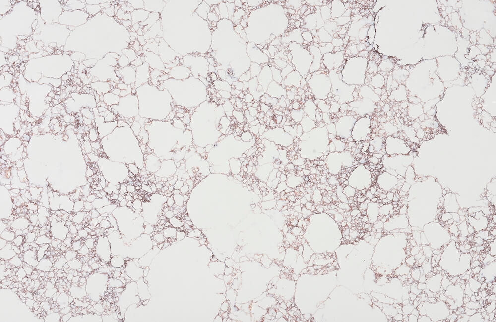 Cream Rose FL-B10